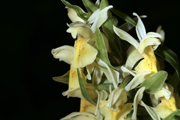 Orchidee della Majella